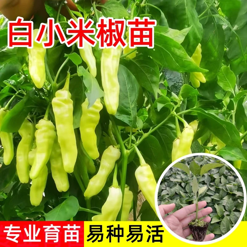 白米辣黄色朝天椒泡椒种子辣椒辣味香蔬菜种籽苗孑四季南北方特辣