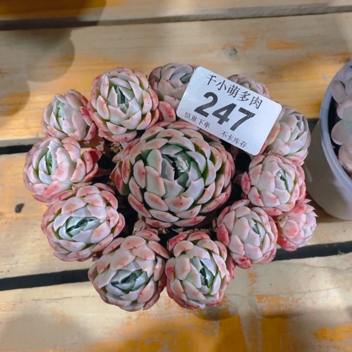 谢谢你的支持000000247