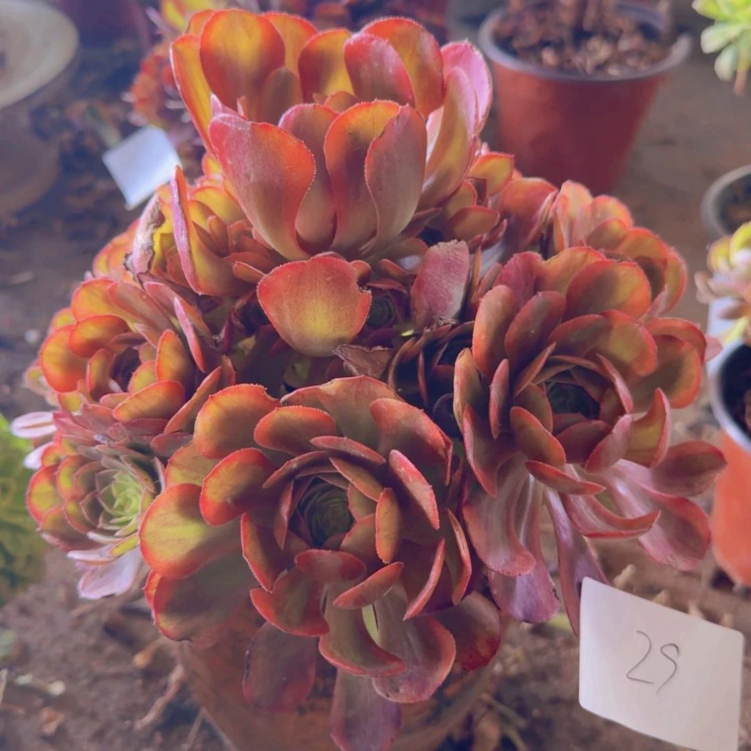 乐*29号。  火虎。