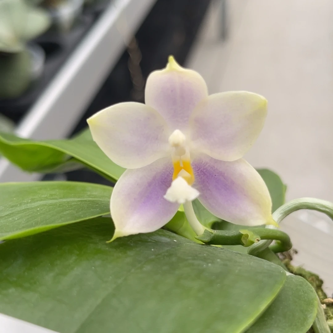 完全开放571 2.8寸JG2345 一物一拍