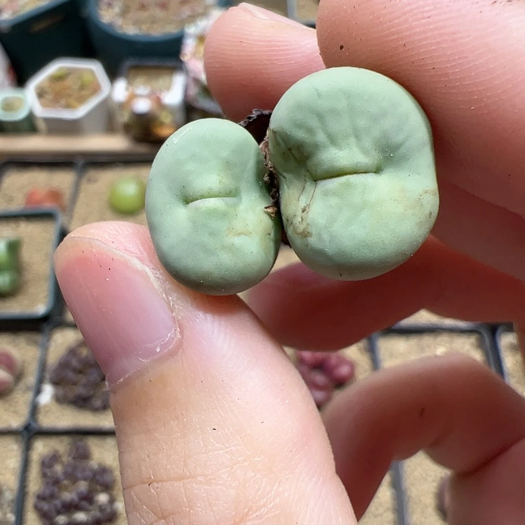 【闪购商品】7 红嘴