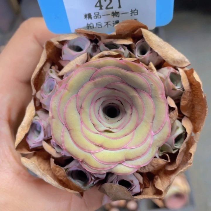 影***颖山地玫瑰421断枝不包损不售后