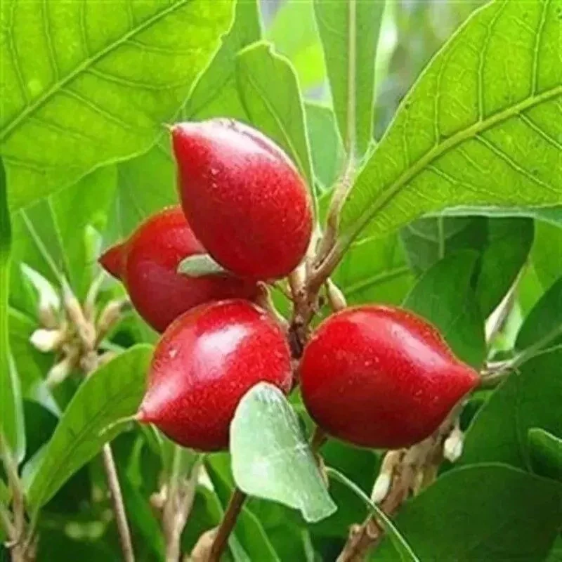 神秘果树苗珍贵植物吃了神秘果再吃别的都会变成甜的神奇