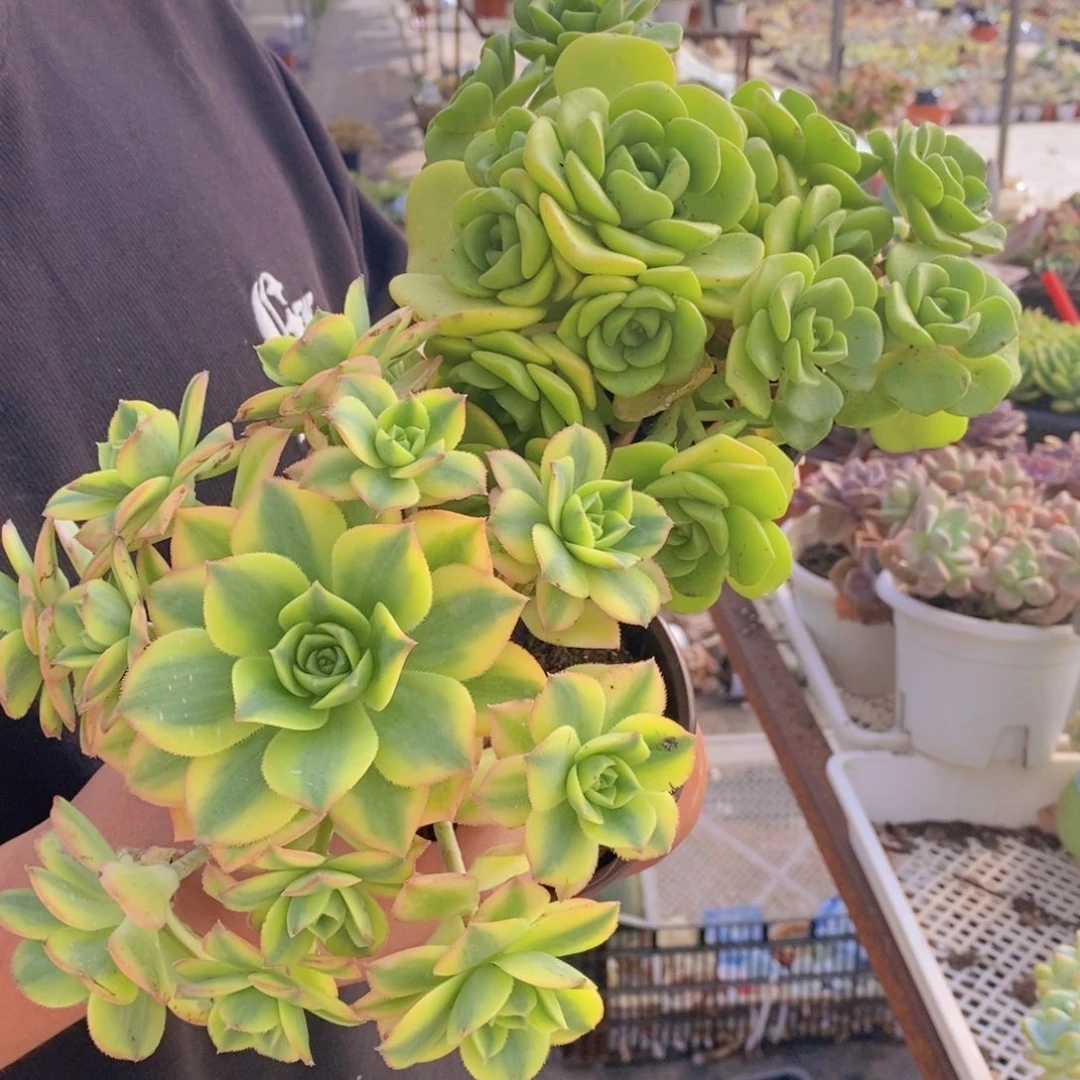 星爆，百合丽丽各一盆