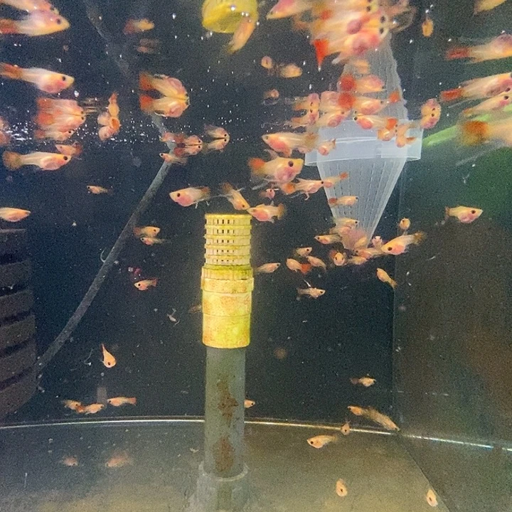 孔雀鱼琉璃球c10条