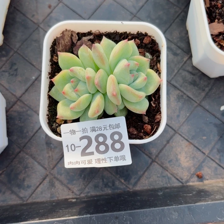 白拉糖多肉植物多肉植物