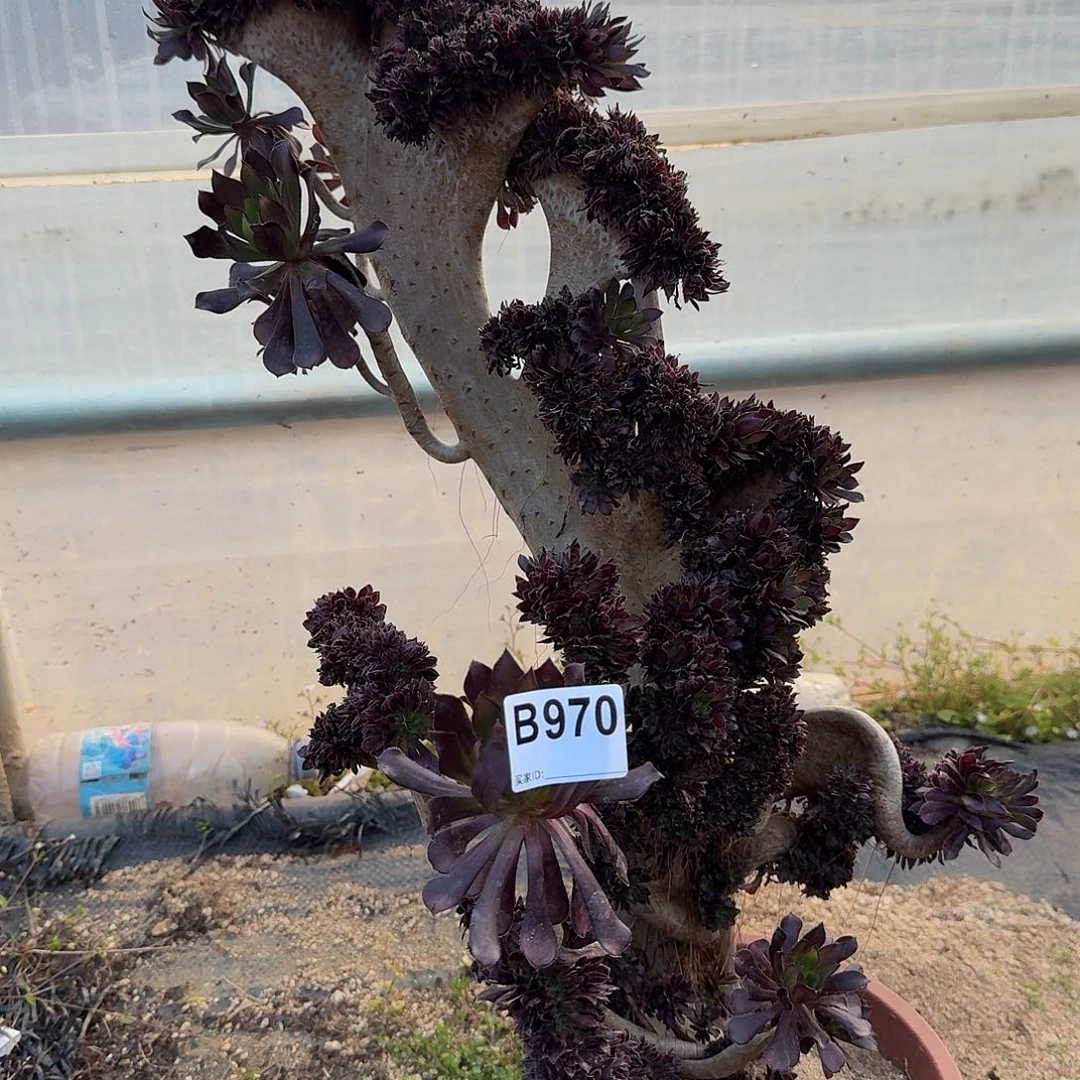 970黑法师有伤一颗55高度