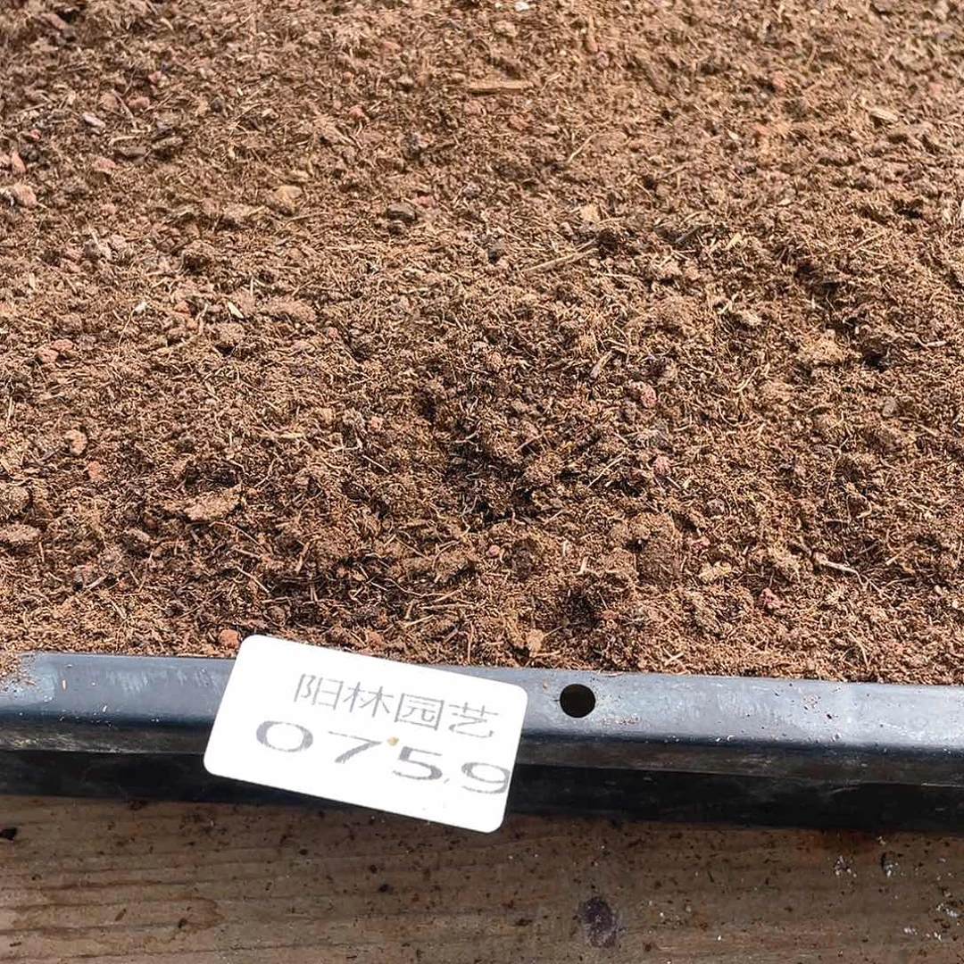 量拍多肉植物多肉植物759