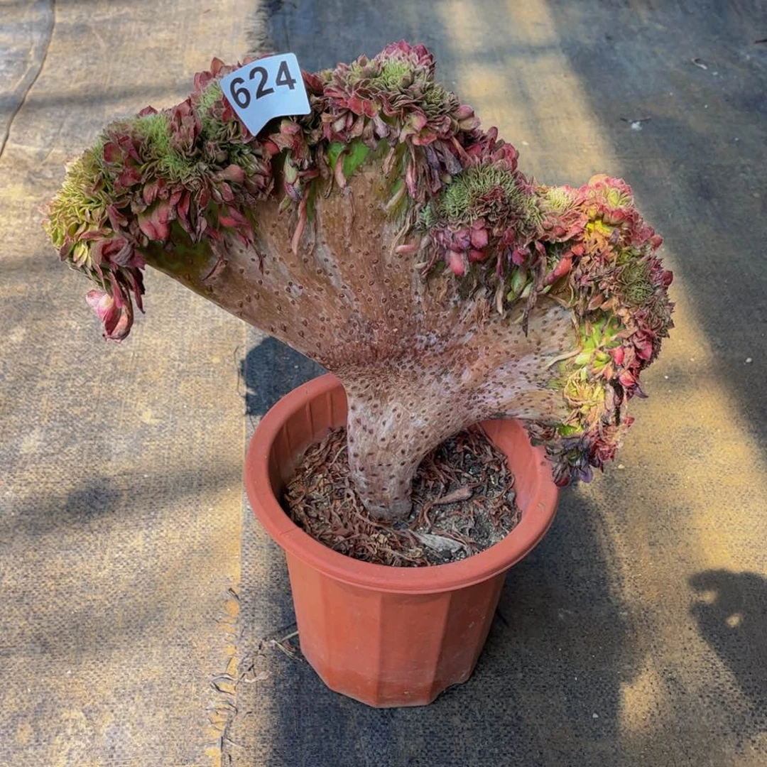 多肉植物黑金刚缀624