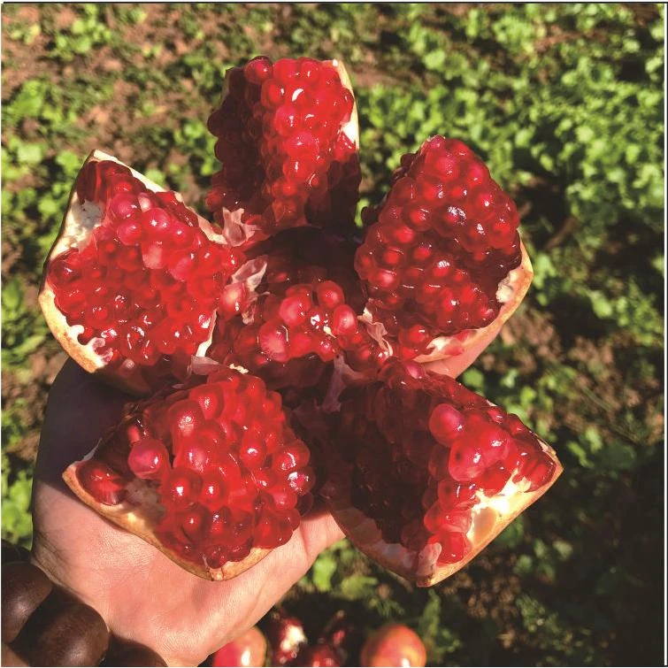 会理石榴四川突尼斯软籽石榴石榴鲜果大果新鲜水果整箱