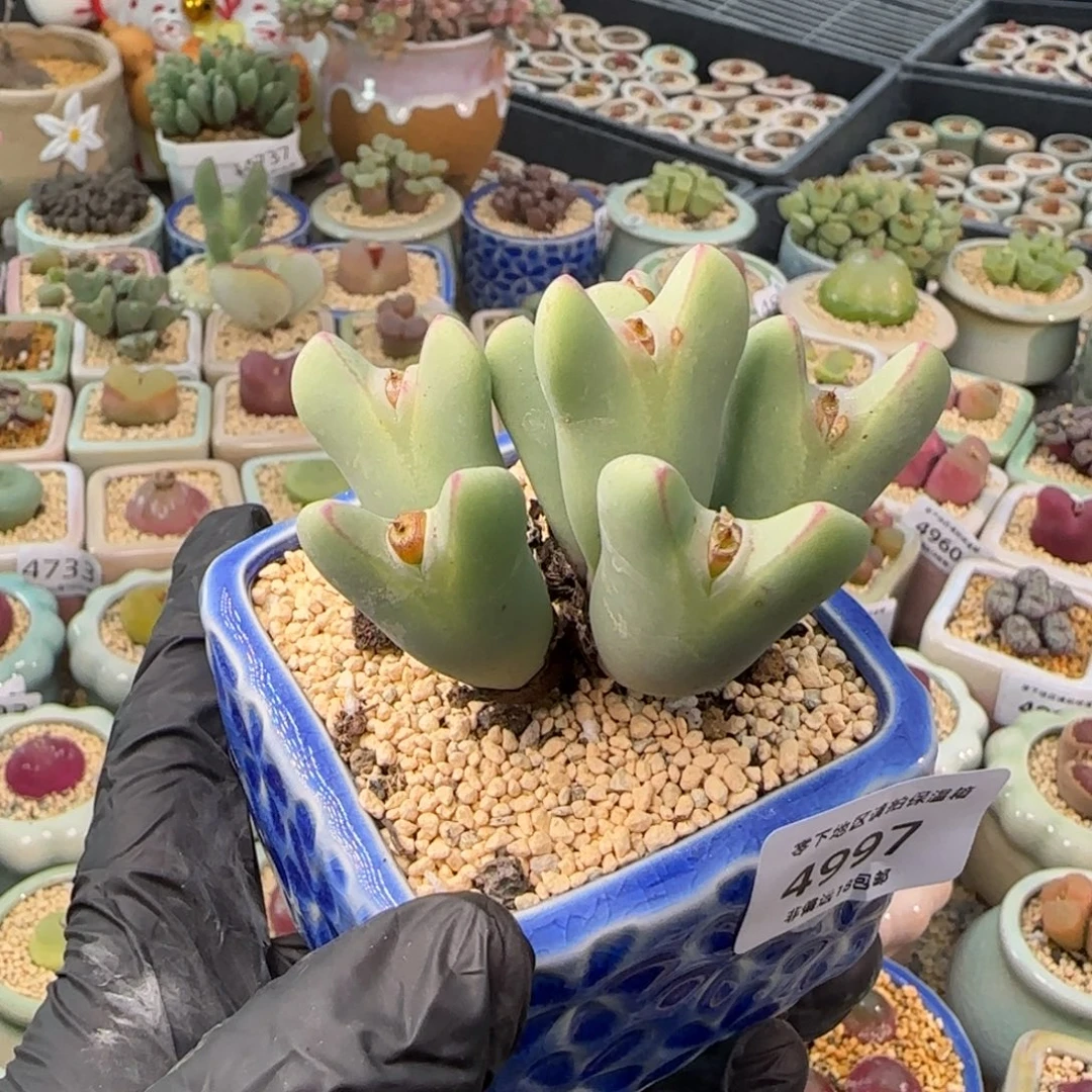 4997--一物一拍 带盆