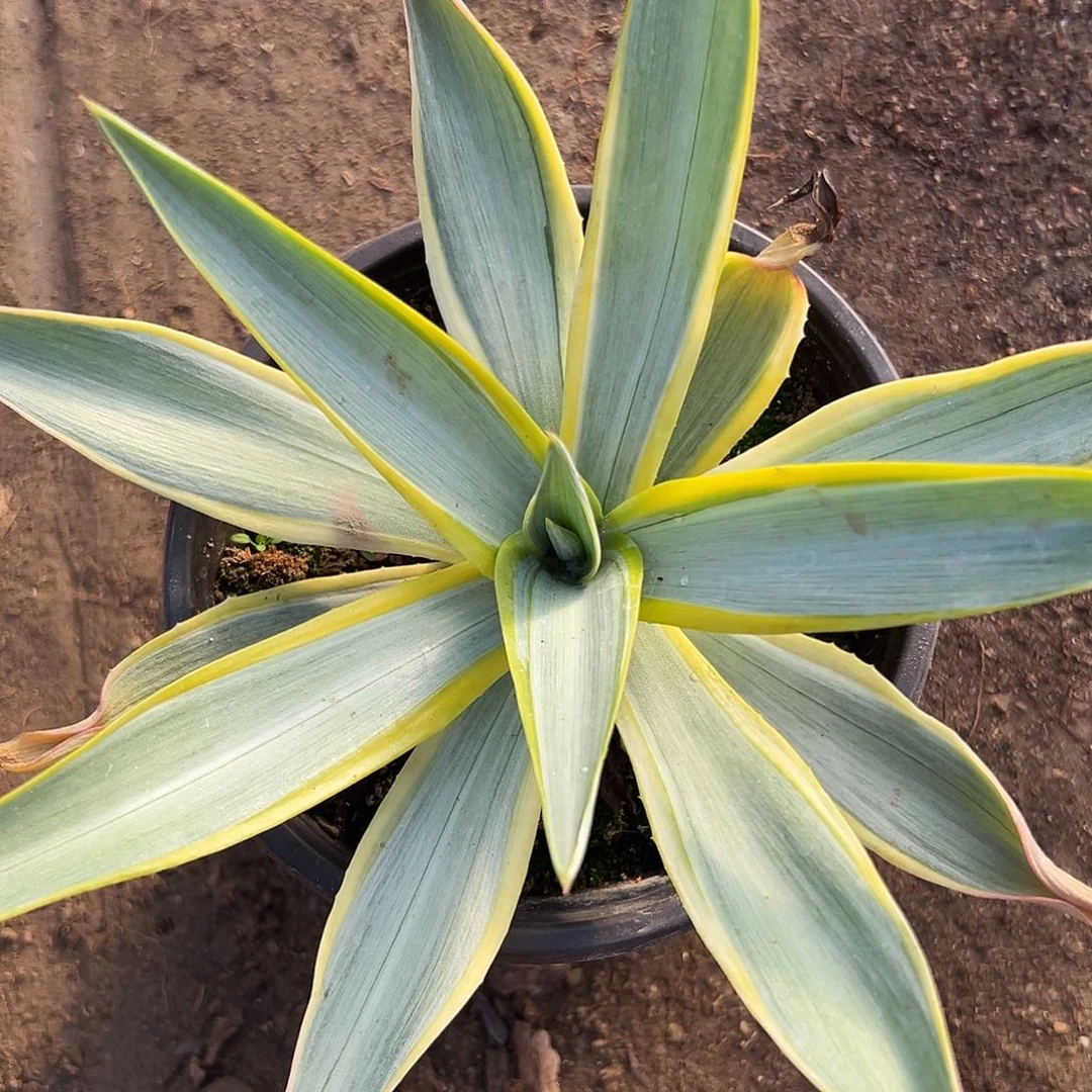 杜呃呃呃呃呃呃呃呃呃呃呃