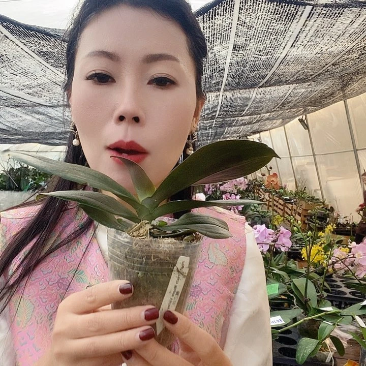 无花朵风之谷蝴蝶兰