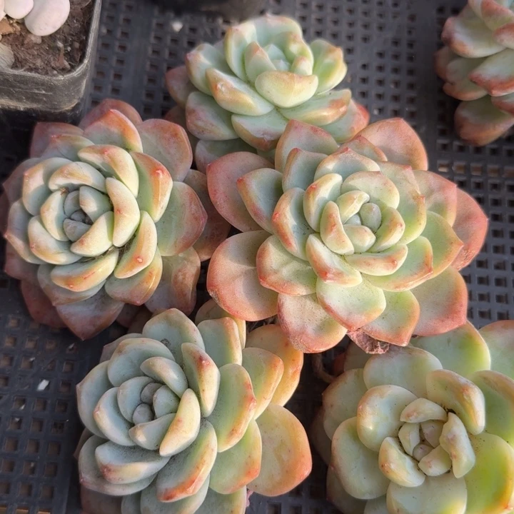 冰玉。