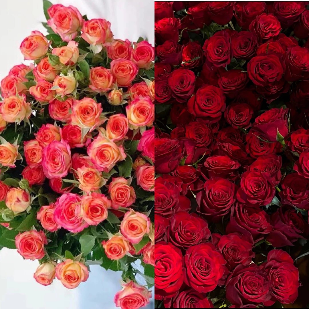 【九里花田】高原红+爱丽丝-基地现采现发-一单发申通两单发顺丰