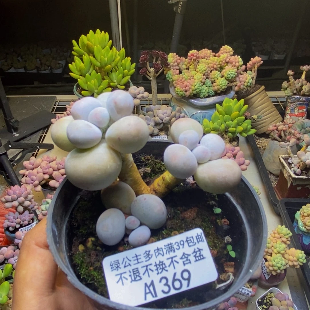 369橙奶多肉肉6cm