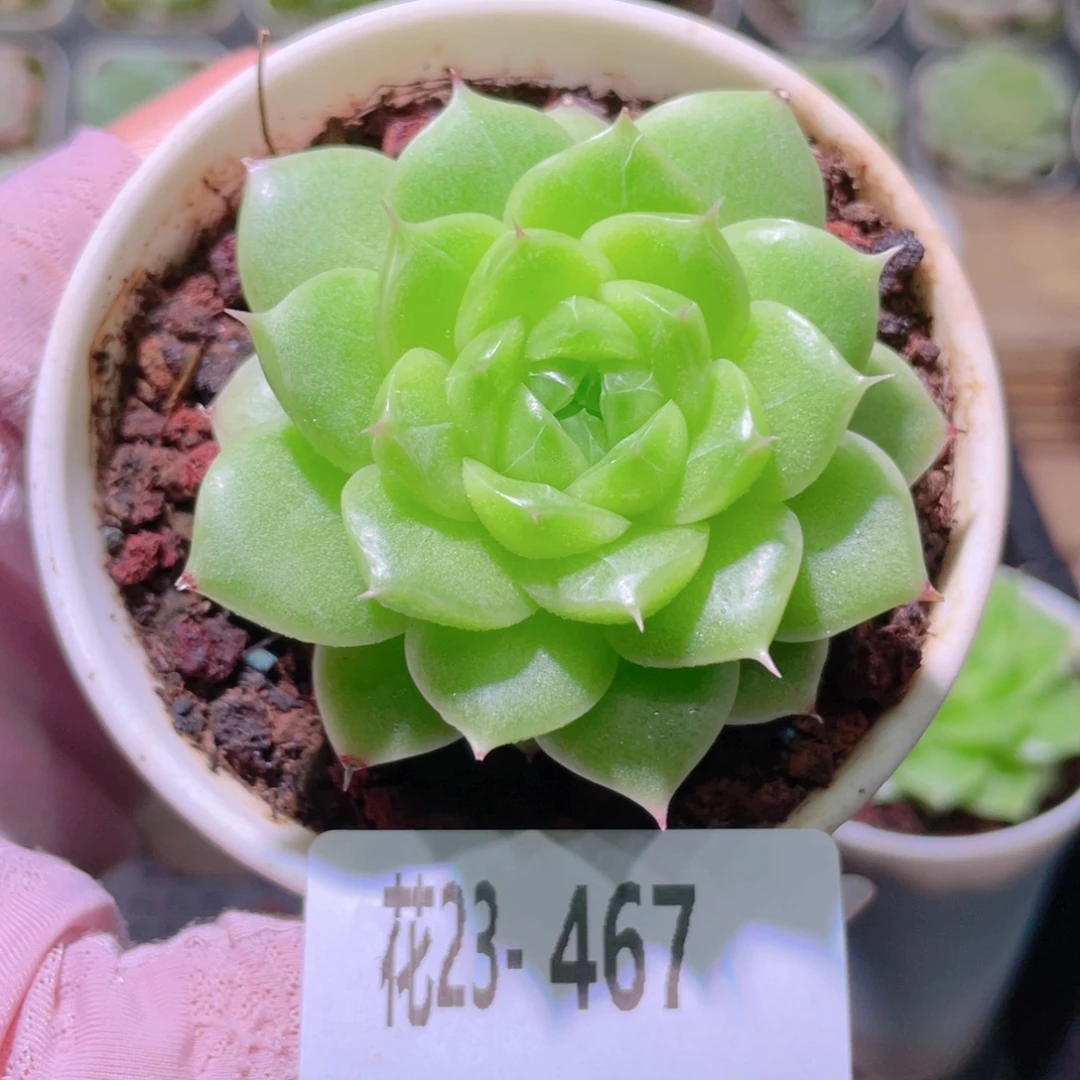 花利美23-467麦秆