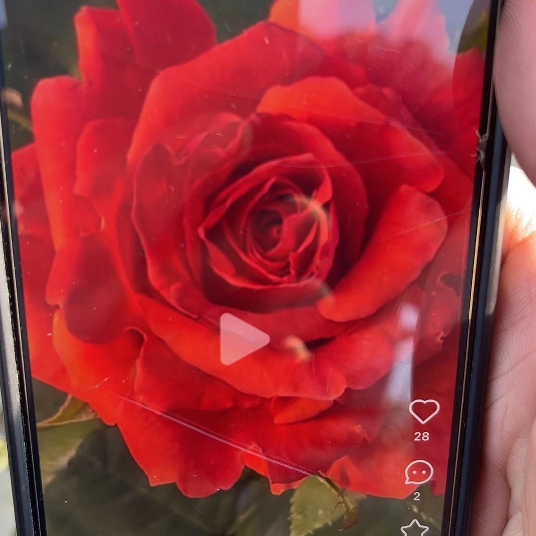 无花朵—————-卡宴 福利款