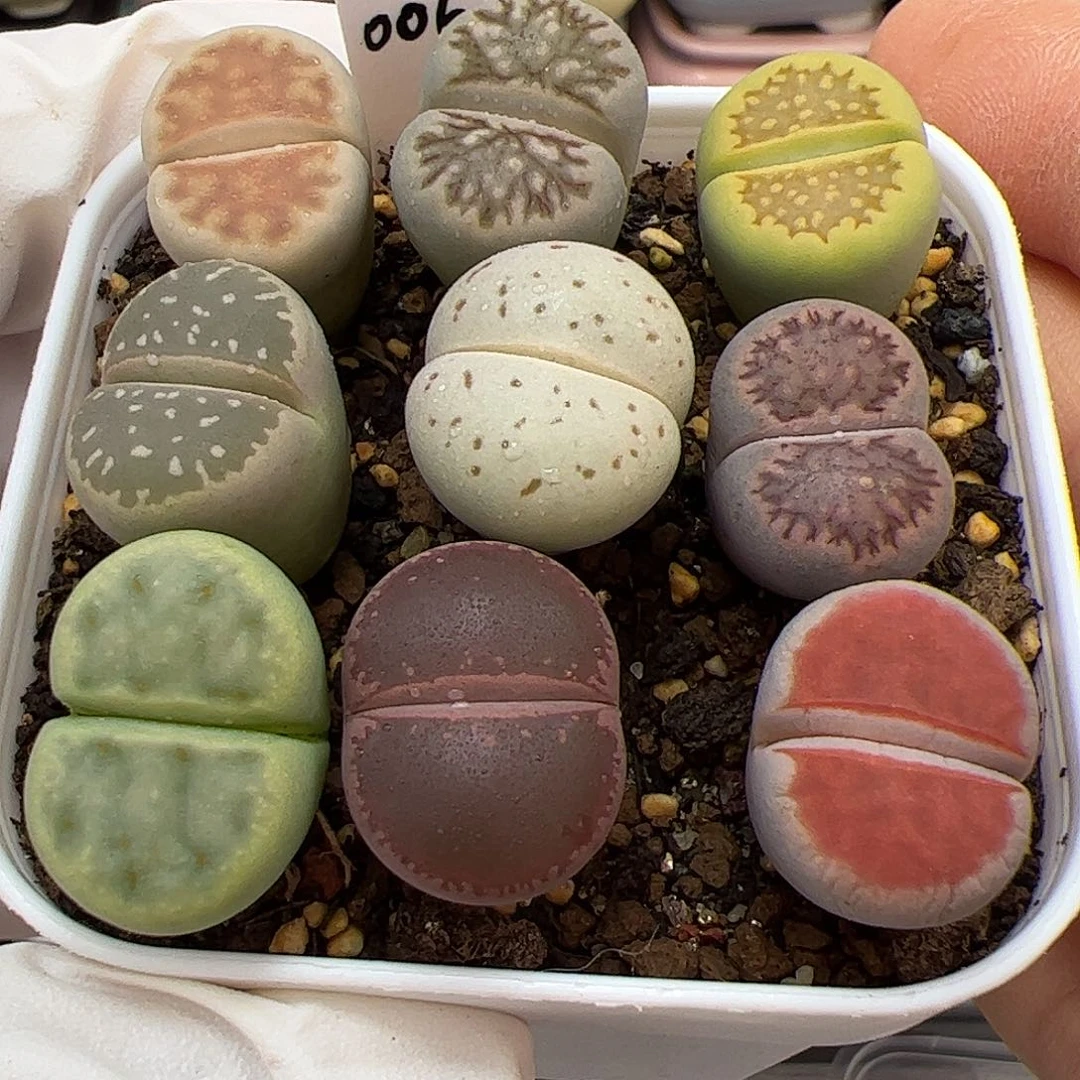 生石花多肉彩拼一盆