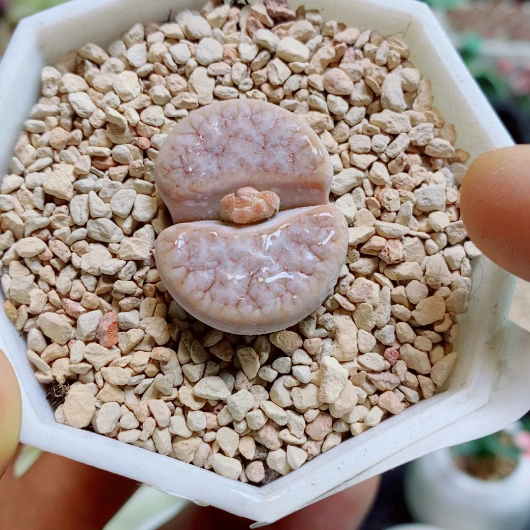 生石花花花花花花花434
