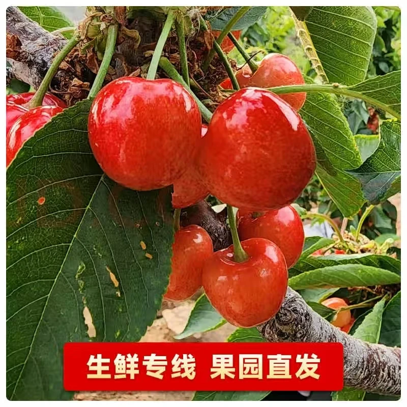 【山东樱桃】树熟露天 小樱桃5斤箱装顺丰冷链包邮到家