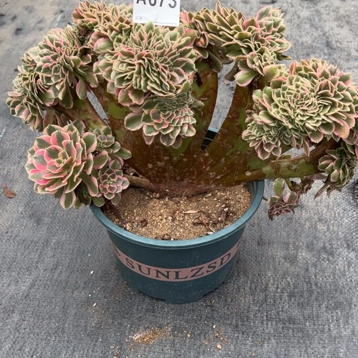 673粉女郎缀30厘米左右