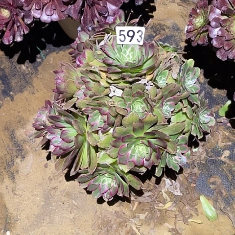 多肉植物法师593莲花