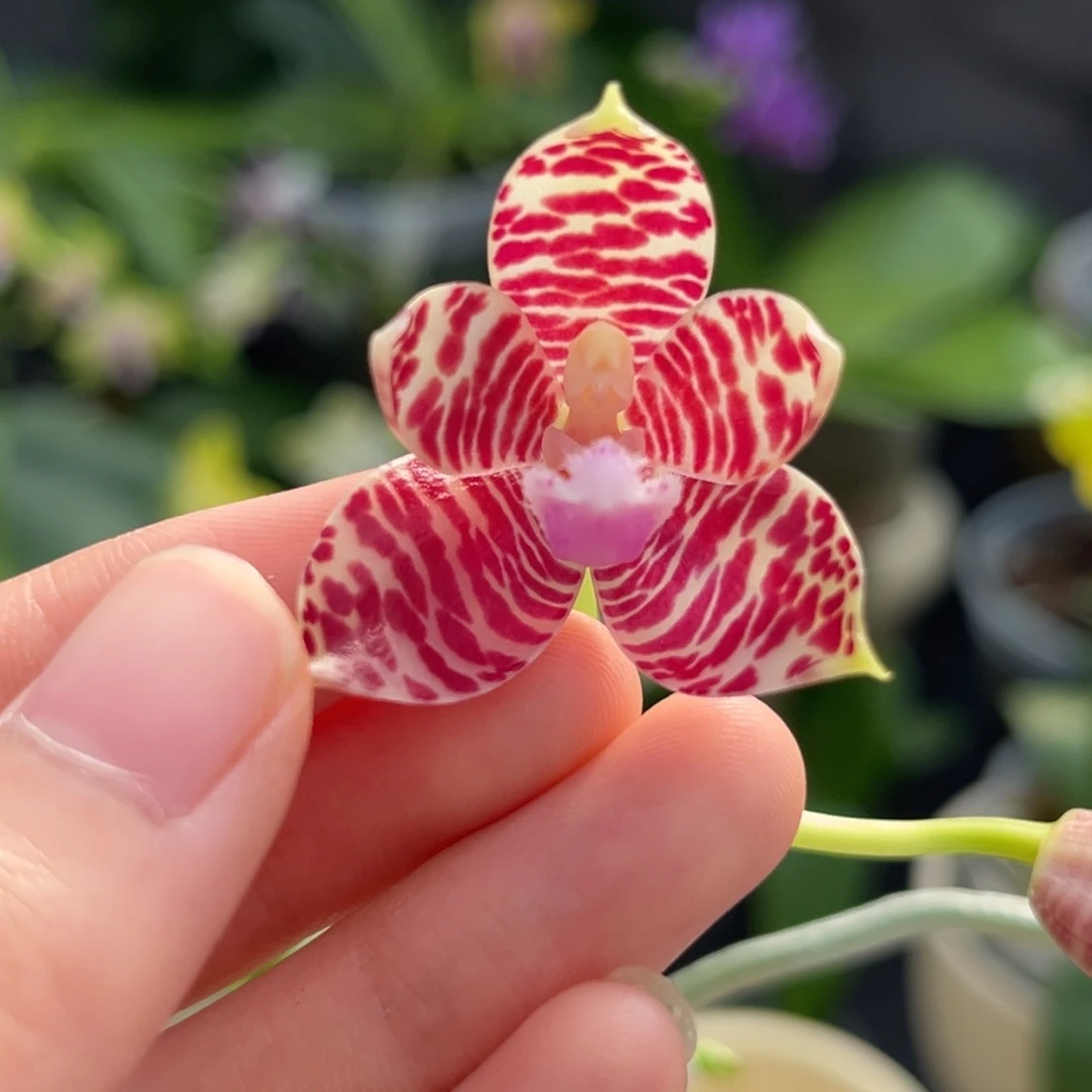 完全开放2.5寸小行星交象开花株