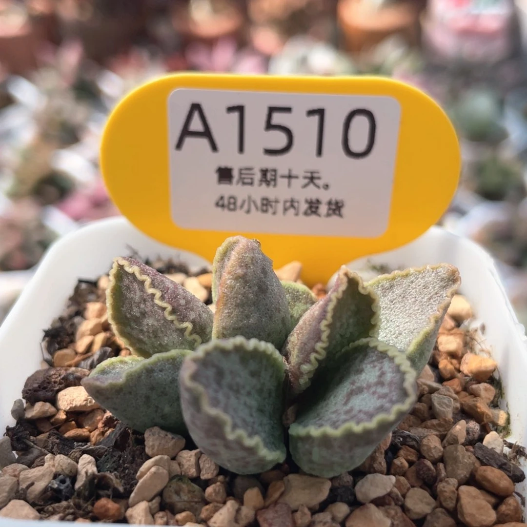 鲍鱼。   1510。