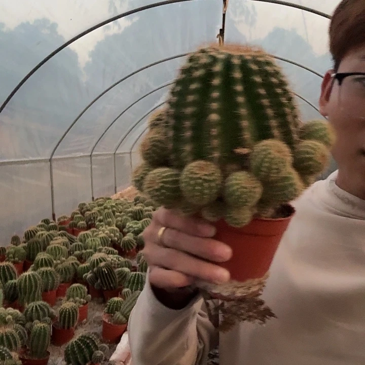 有***福无花朵彩草哈哈哈哈哈哈