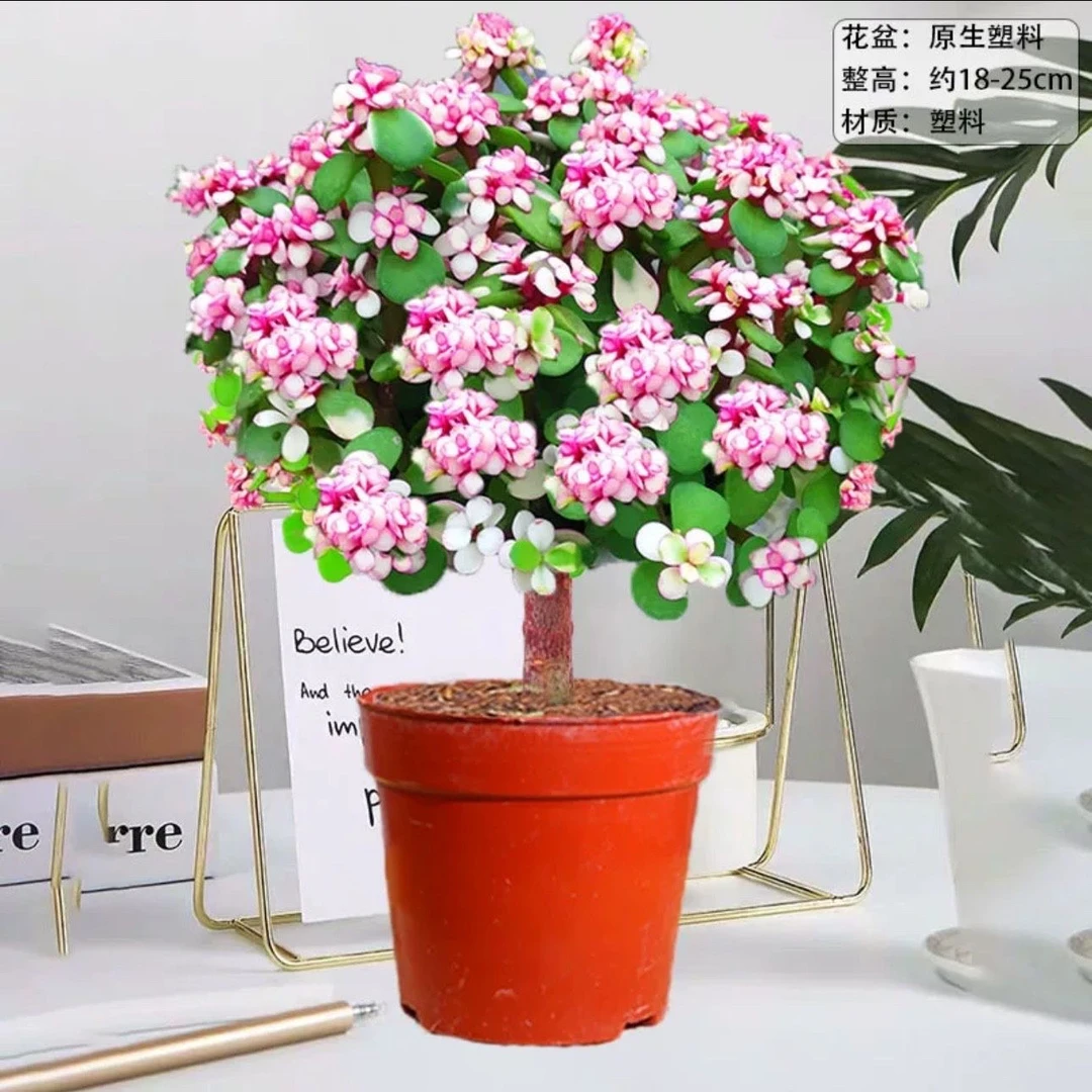 独杆金枝玉叶带盆土