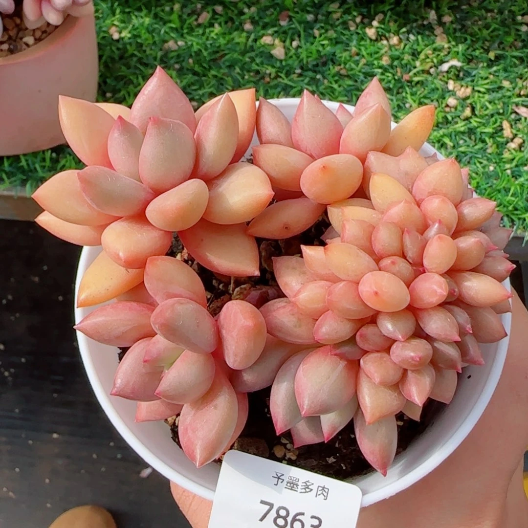 桃花源小树缀化，7863多肉植物