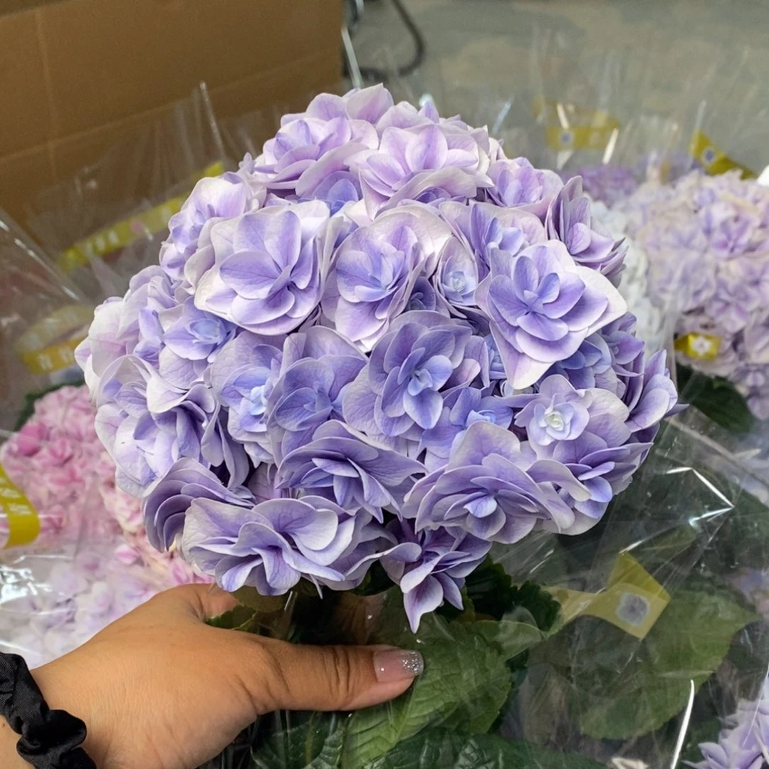 2号绣球/有色差介意勿拍（3单冷链包邮，偏远补运费发德邦）