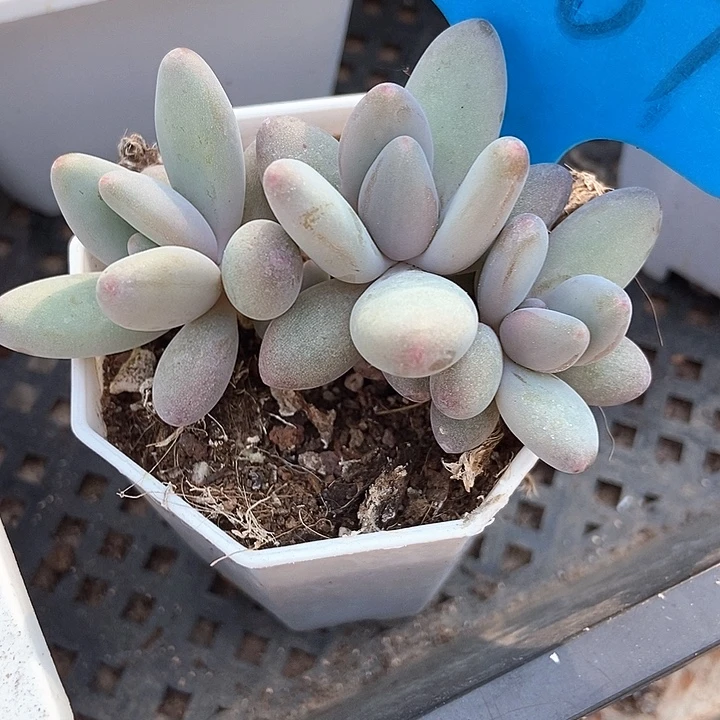 多肉植物企鹅1007