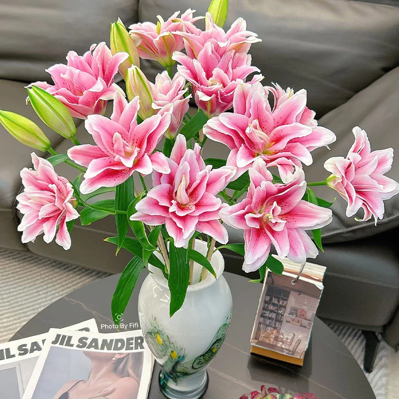 【藩篱匠人/ “粉墨油画”西亚拉】“上海种业”重瓣香水百合家养鲜切花