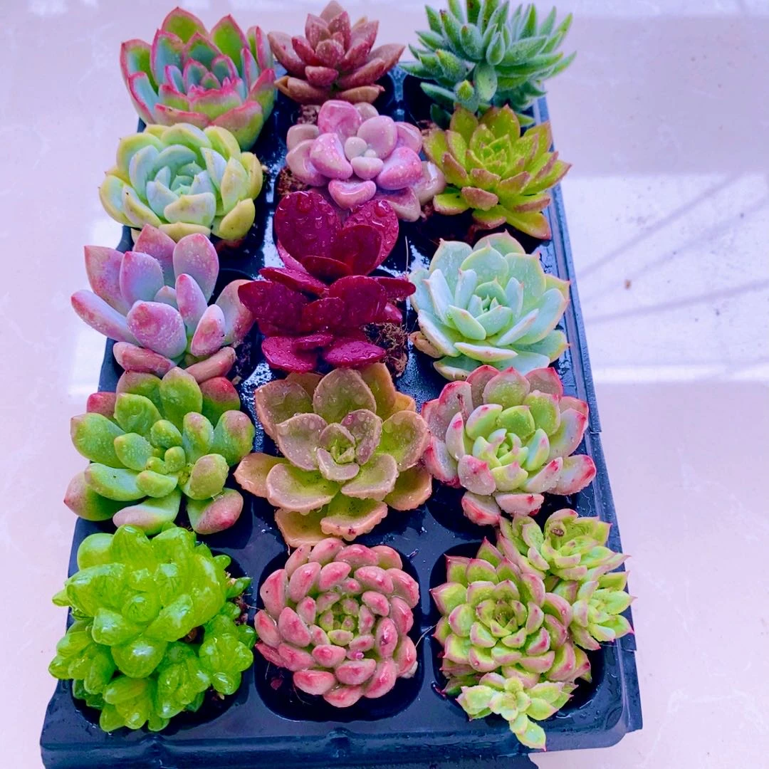 宠粉套餐 指定 十五颗 带穴盘 好养品种多颜色多