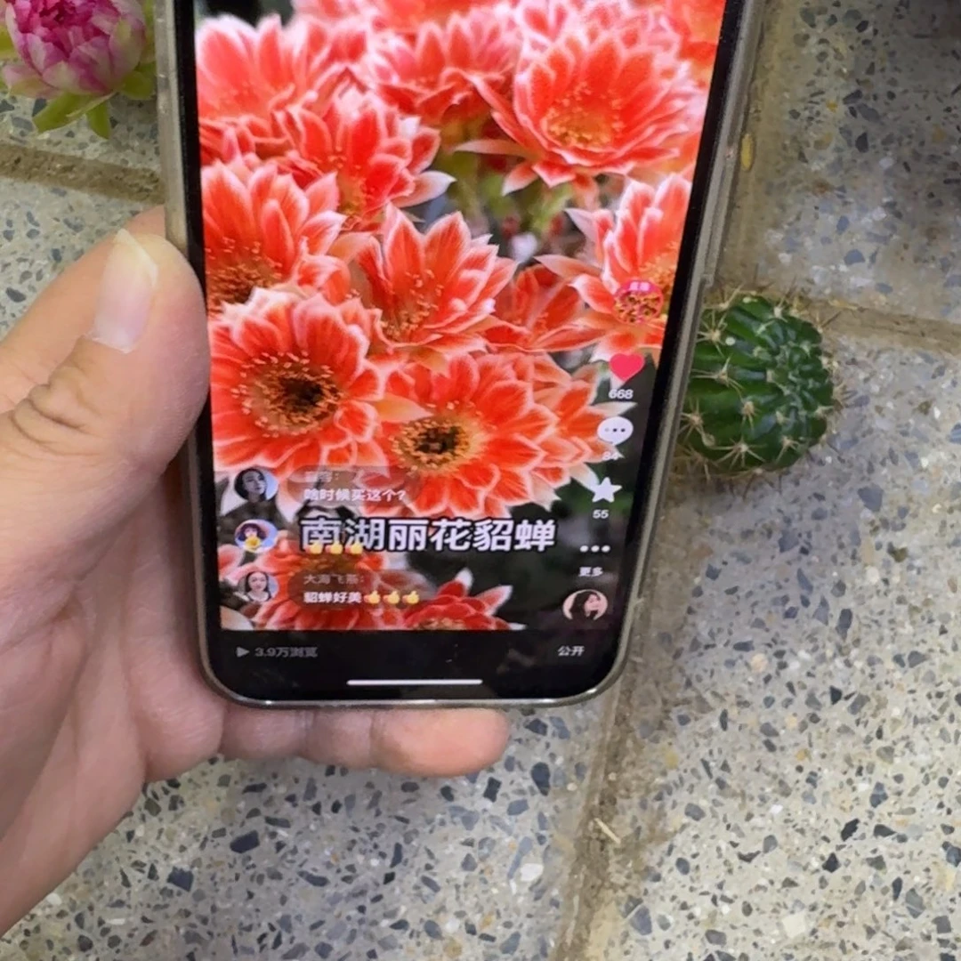 321丽花貂蝉歪无根侧牙2到3公分左右，20包邮