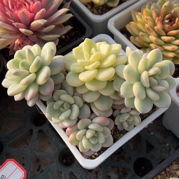 白马香水锦群生一物一拍