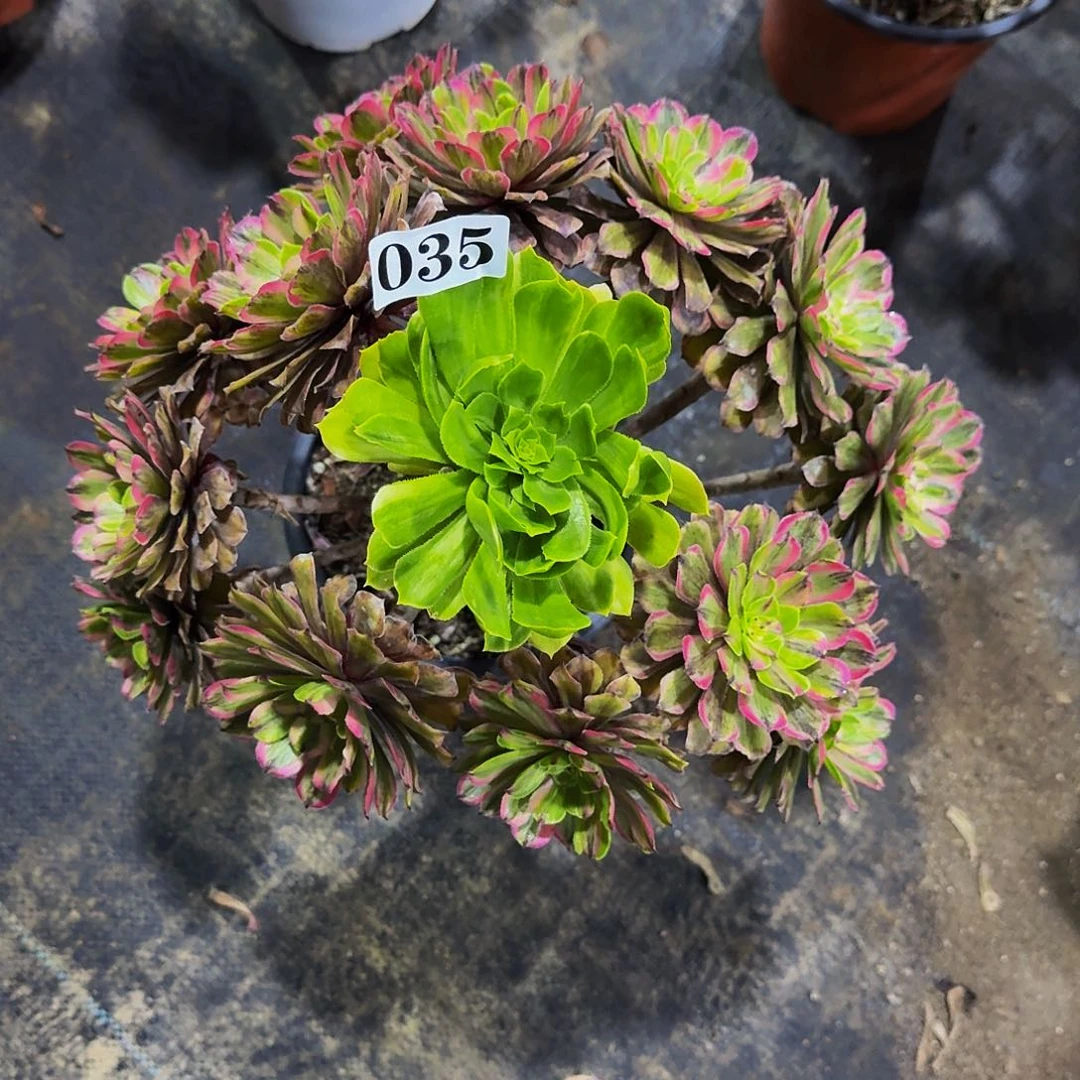 035花脸粉黛多肉植物