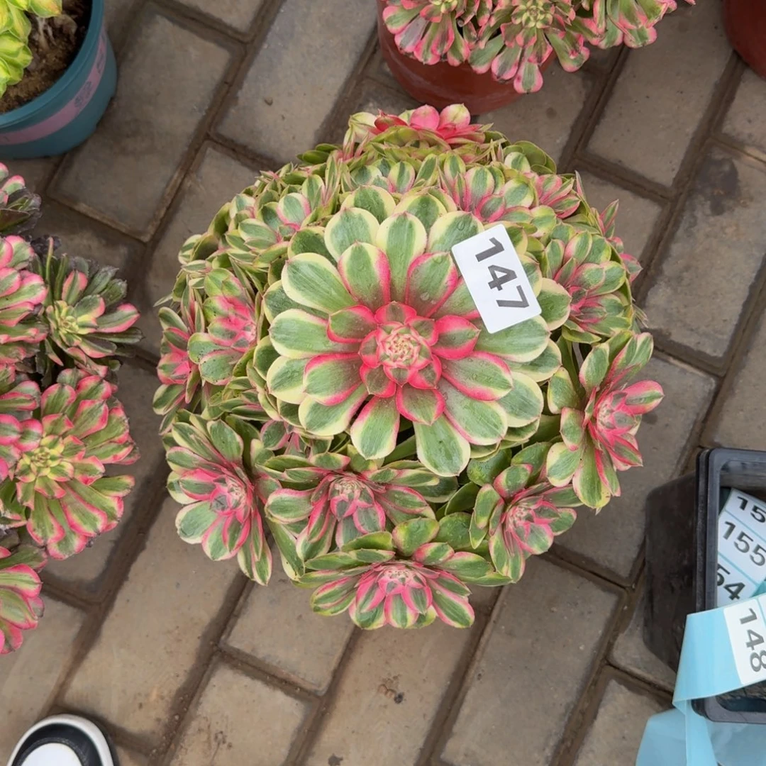 莫***6多肉植物147半糖法师