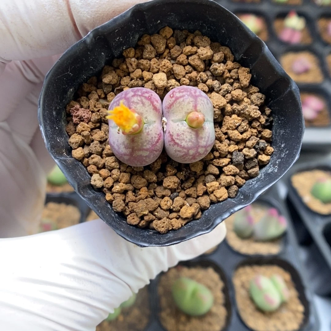 多肉植物肉锥杂交K-4190