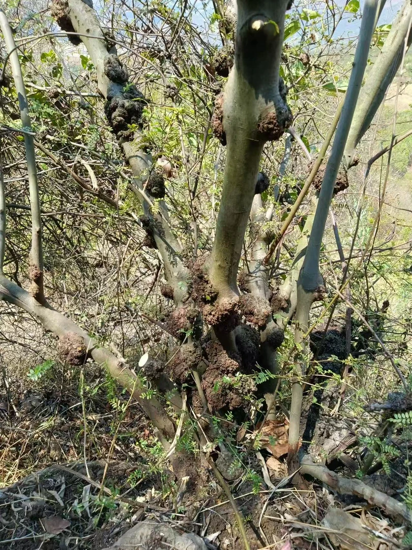 云南黑果木，红果木，天然随形、质地坚硬，一物一拍，直播间实物为准