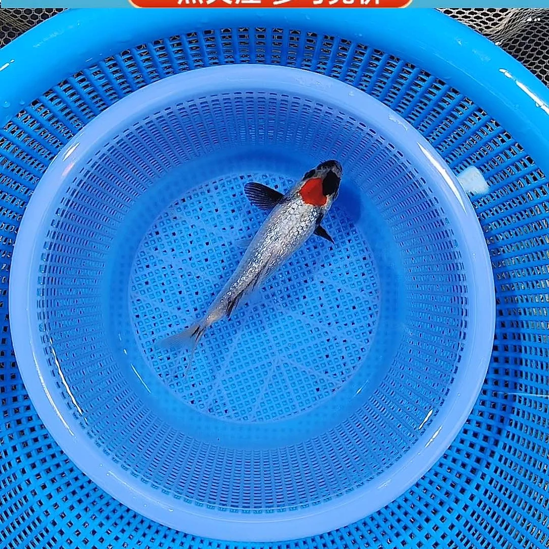 锦鲤闪鳞单招 自然定