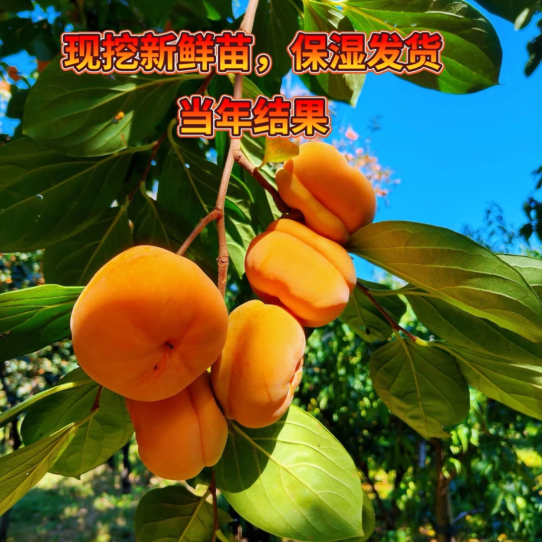 正宗嫁接甜柿子树苗盆栽地栽庭院南北方种植