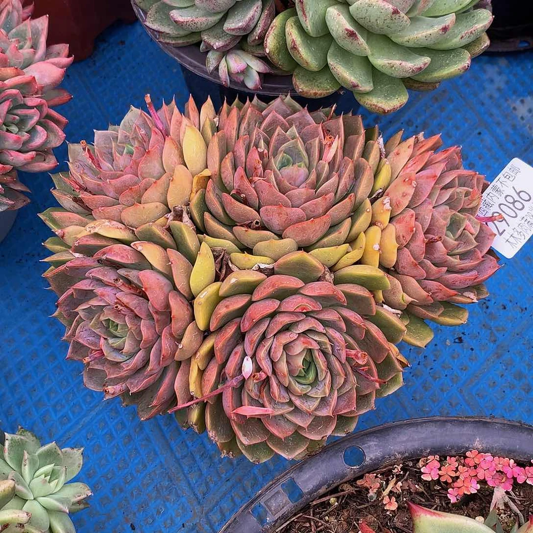 简**单  玫瑰夫人29086