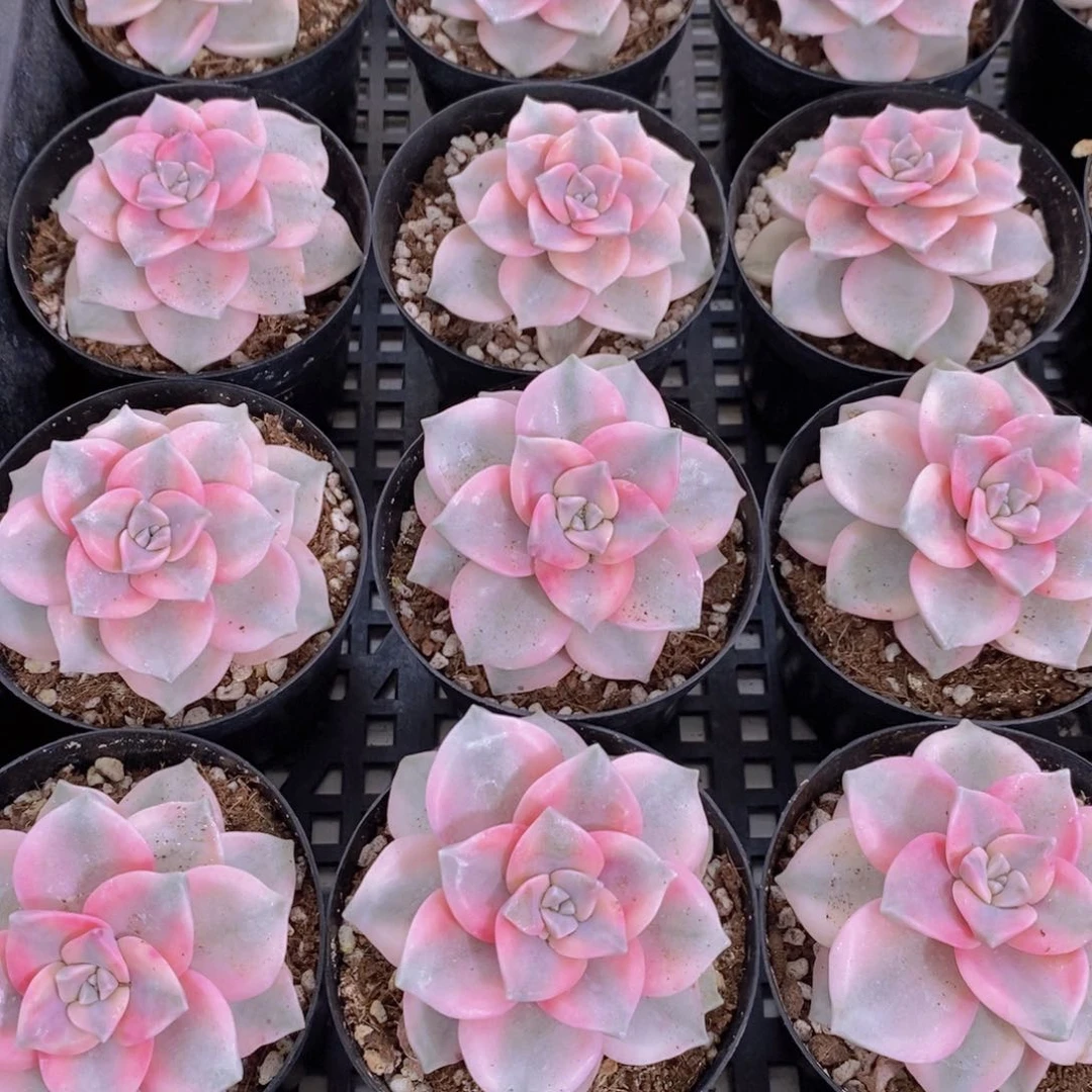 量拍51号 母本紫乐锦单头一个