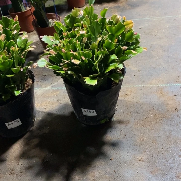 当前无花栽培后可以开花190盆栽黄索