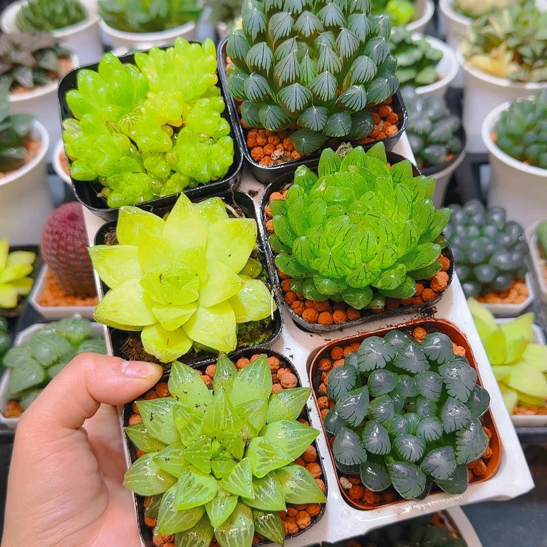 玉露六件套多肉，原盆