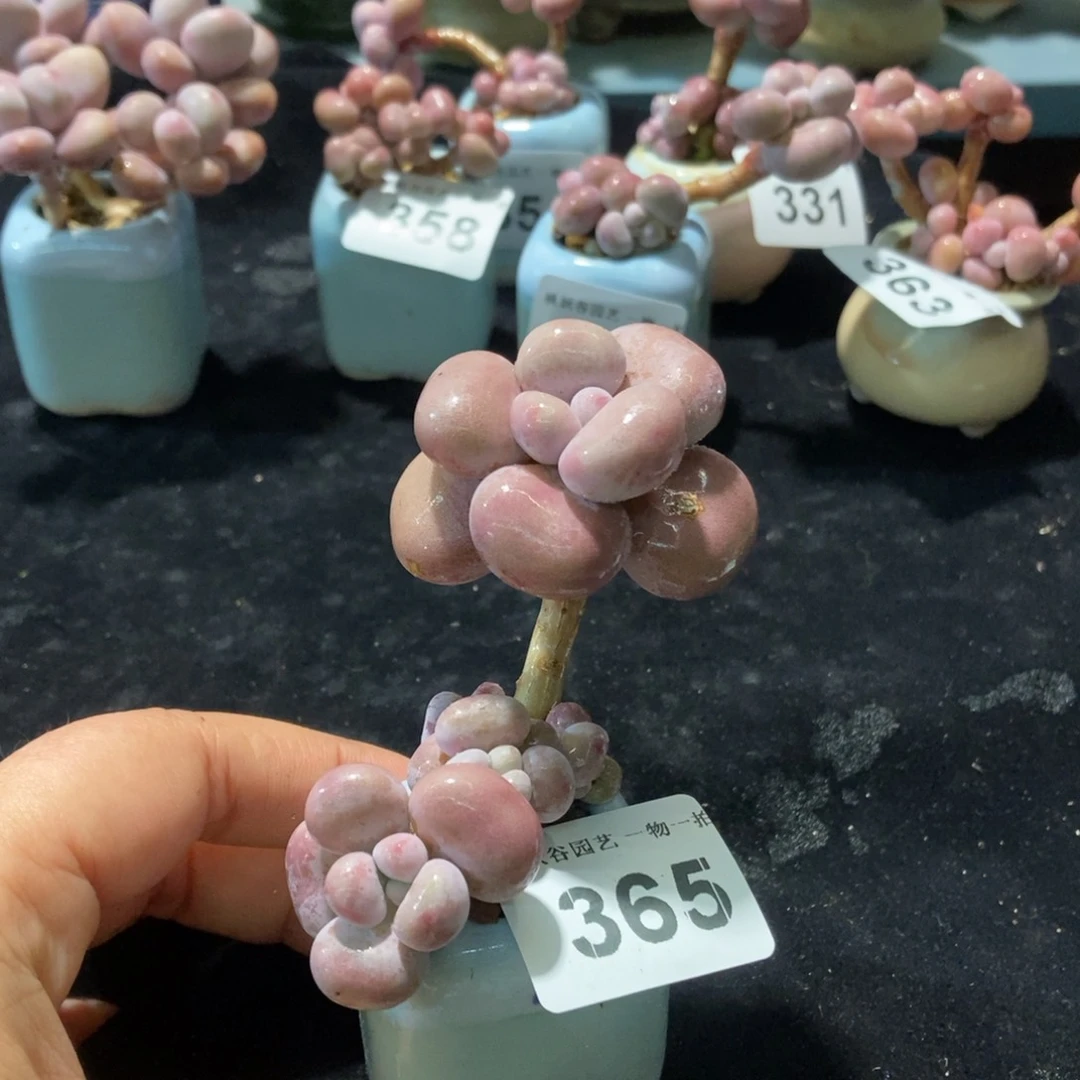 365糖果腰子蛋带盆土