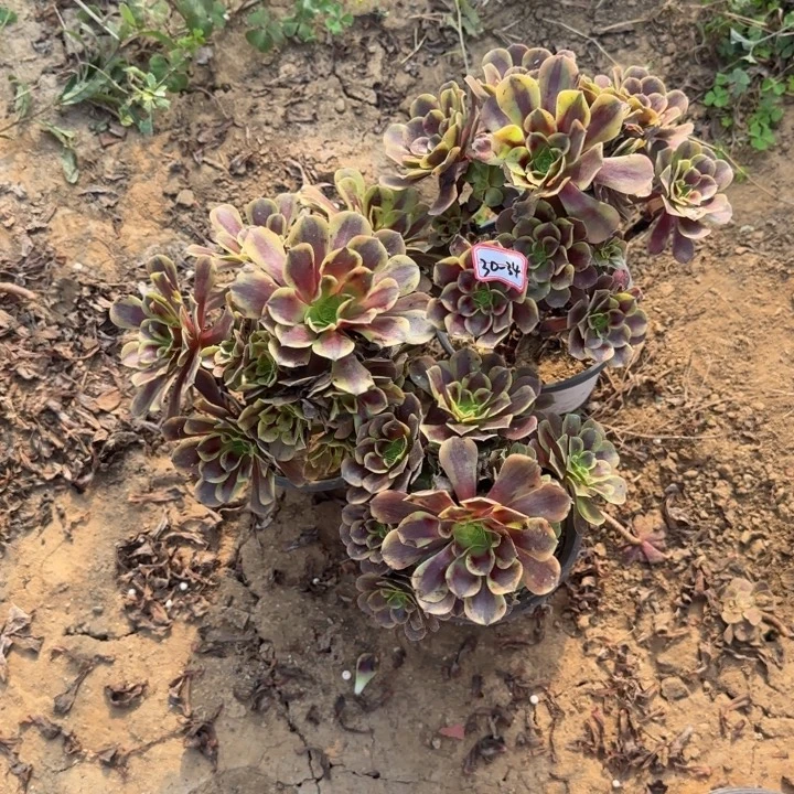 30-34欧嘉莉微瑕处理3不包断肢